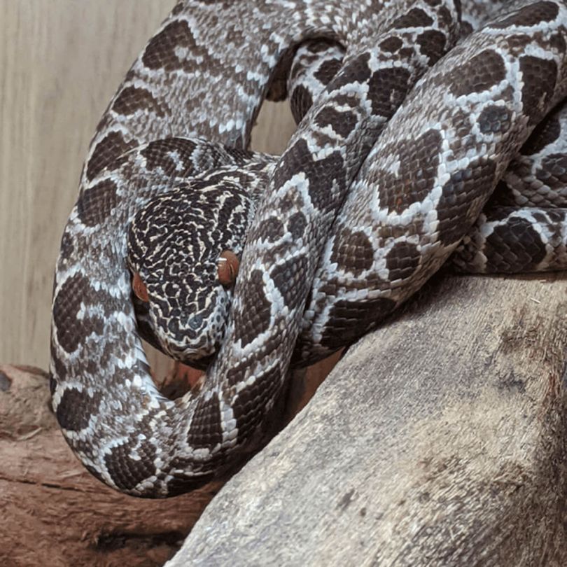 Amazon tree boa, Corallus hortulana