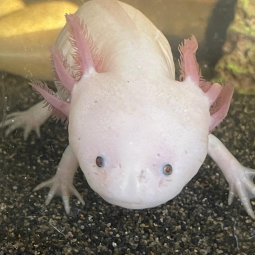 Axolotl, Ambystoma mexicanum