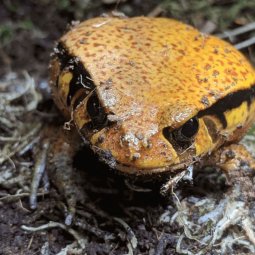Tomato frog, Dyscophus antongilii