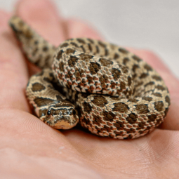 Western hognose snake, Heterodon nasicus