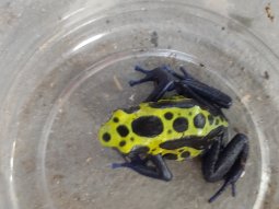 0.1  LTC  D.T. Green Sipilwini