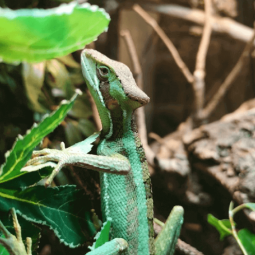 Casque head iguana, Laemanctus serratus