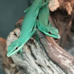 Emerald grass lizard, Takydromus smaragdinus