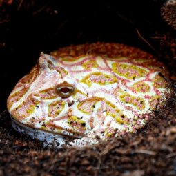 Pacman frog, Ceratophrys cranwelli