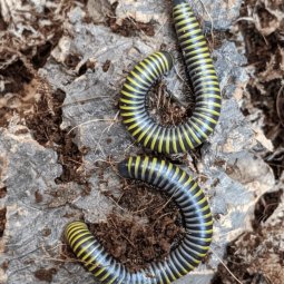 Bumblebee millipede, Anadenobolus monilicornis