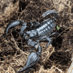 Asian forest scorpion, Heterometrus sp.