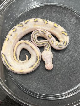 Pastel highway males