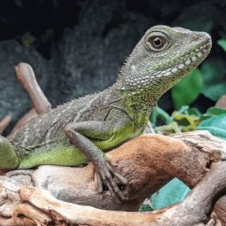 Chinese water dragon, Physignathus cocincinus