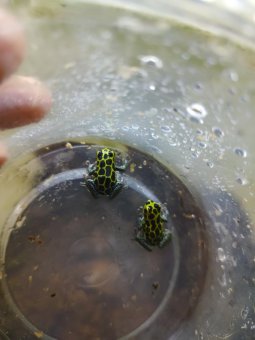 Proven 1.1 R. Imitator "CV"