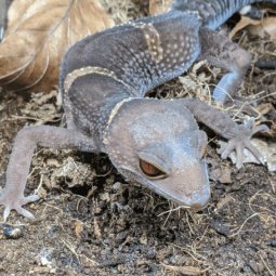 Hainan cave gecko, Goniurosaurus hainanensis
