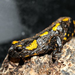 Fire salamander, Salamandra salamandra