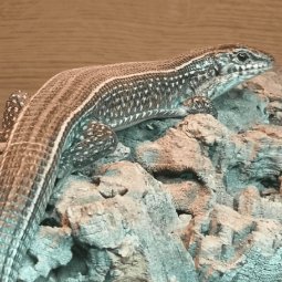 Ornate plated lizard, Zonosaurus ornatus