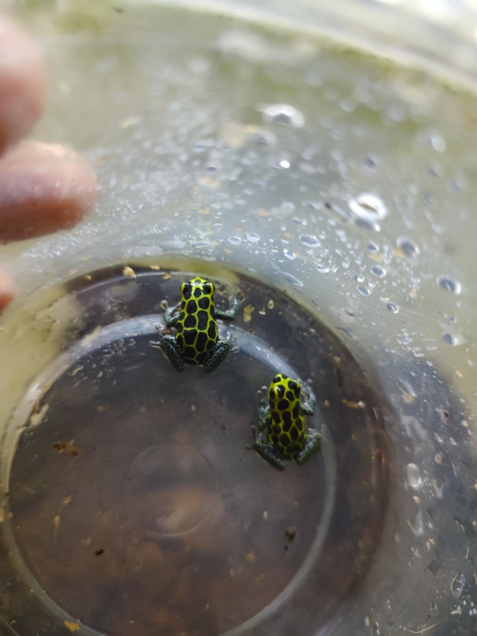 Proven 1.1 R. Imitator "CV"